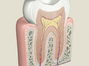 Rezidentiat Endodontie
