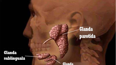 Glandele salivare