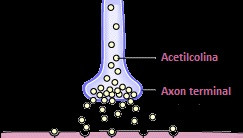 acetilcolina