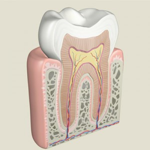 anatomie dinte