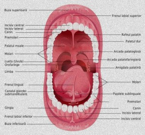 cavitatea orala