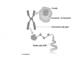 celula and cromozom