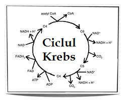 ciclul-krebs