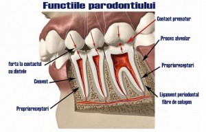 functiile parodontiului