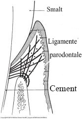 ligamente parodontale si dentina