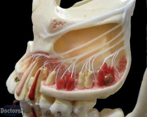 nervii dintilor