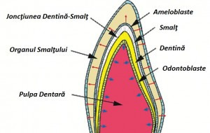 straturile-dintelui