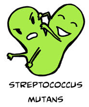 streptococ mutans