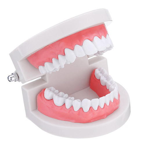 Model dentar educational demonstrativ 28 dinti