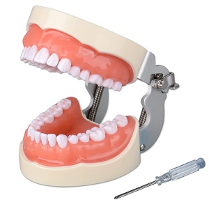 Model Dentar Educational 32 Dinti Detasabili