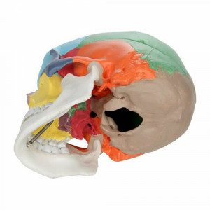 Model didactic medical viscerocraniu si neurocraniu uman color 1 1