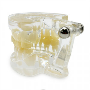 Model stomatologic standard transparent YL-C14