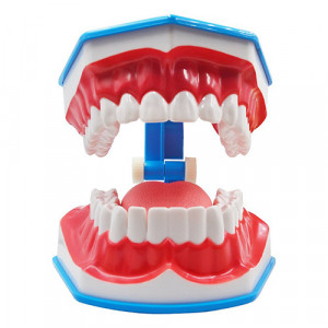 Model dentar cu limba demonstratie periaj