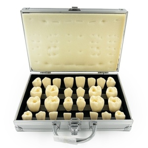 Model educational dentar locatie camera pulpara FULL-R29