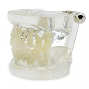 Model pedodontic transparent YL-C10