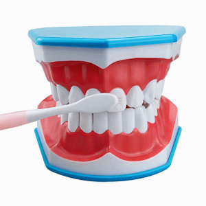 Model dentar cu limba si periuta demonstratie periaj