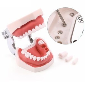 Model Dentar Educational Cu 32 Dinti Detasabili