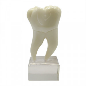Model educational morfologie molar YL-C20