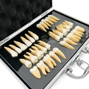 Set Model Educational 32 Dinti Permanenti 