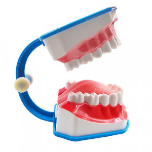 Model dentar cu limba demonstratie periaj dentar