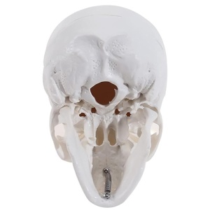 Model Educational Craniu Uman in Miniatura 
