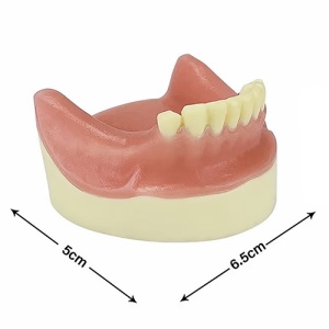 Model Educational Implant Lateral TM-306 Dimensiuni