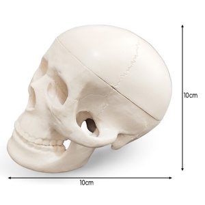Model Educational Craniu Uman Miniatura Dimensiuni