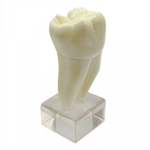 Model educational anatomie molar YL-C20