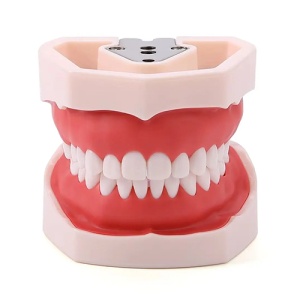 Model Dentar Didactic 32 Dinti Detasabili