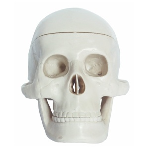 Model Educational Craniu Uman Miniatura 