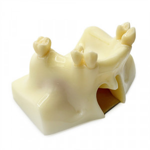Model educational sinus lift