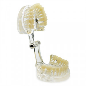 Model fantoma standard transparent YL-C14