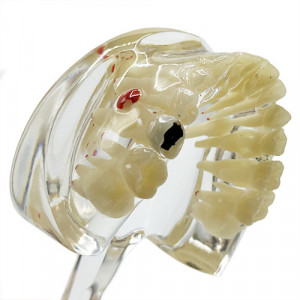 Mxilar model pedodontic dentitie mixta cu patologii YL-C5