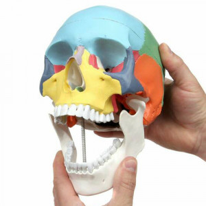 Model pedagogic medical craniu uman color 1 1