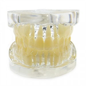 Model educational standard transparent YL-C14 - Img 3