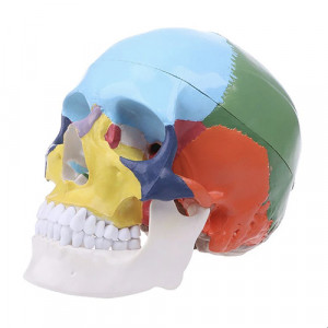 Model didactic medical craniu uman color 1 1