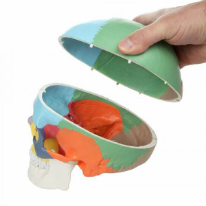 Model didactic medical craniu uman color 1 1 calvaria detasabila