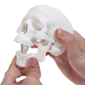 Model Didactic Craniu Uman Miniatura 