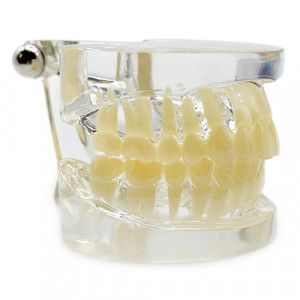 Model educational standard transparent YL-C14