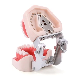Model Dentar 32 Dinti Detasabili