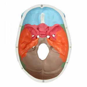 Model didactic medical neuro craniu uman color 1 1
