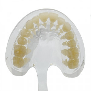 Arcada model educational standard transparent YL-C14