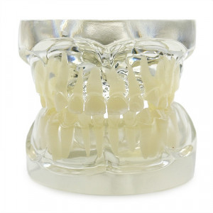 Model pedodontic standard transparent YL-C10