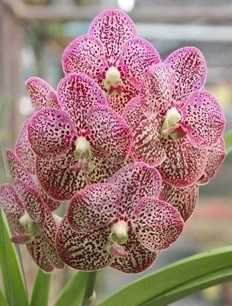 Ascocenda Kulwadee Fragrance No.19 FS