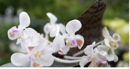 Phalaenopsis Celebensis