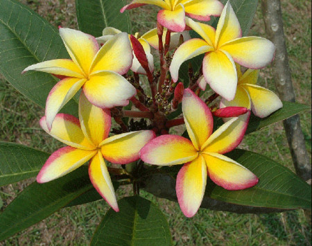 Plumeria Fool's Gold