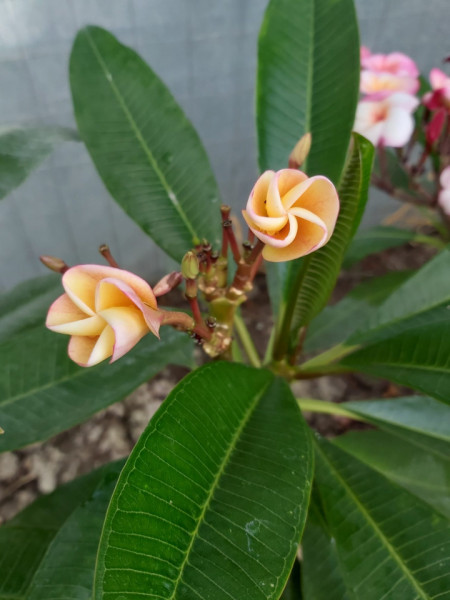 Plumeria NoID