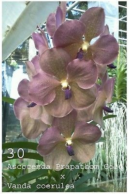 V. Pathom Gold x V. coerulea FS