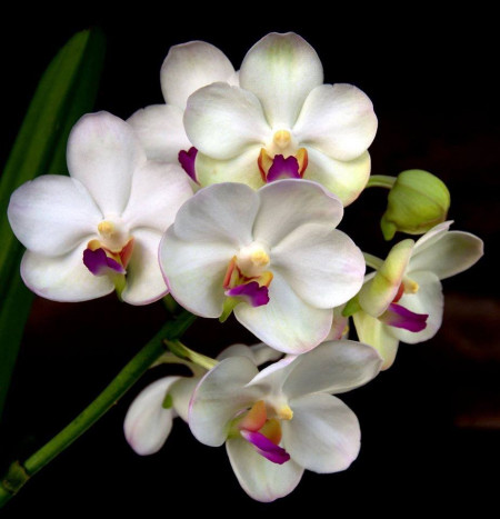 Aeridovanda Supatra Delight FS