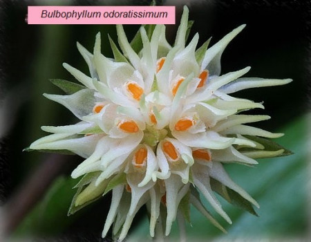 Bulbophyllum Odoratissimum